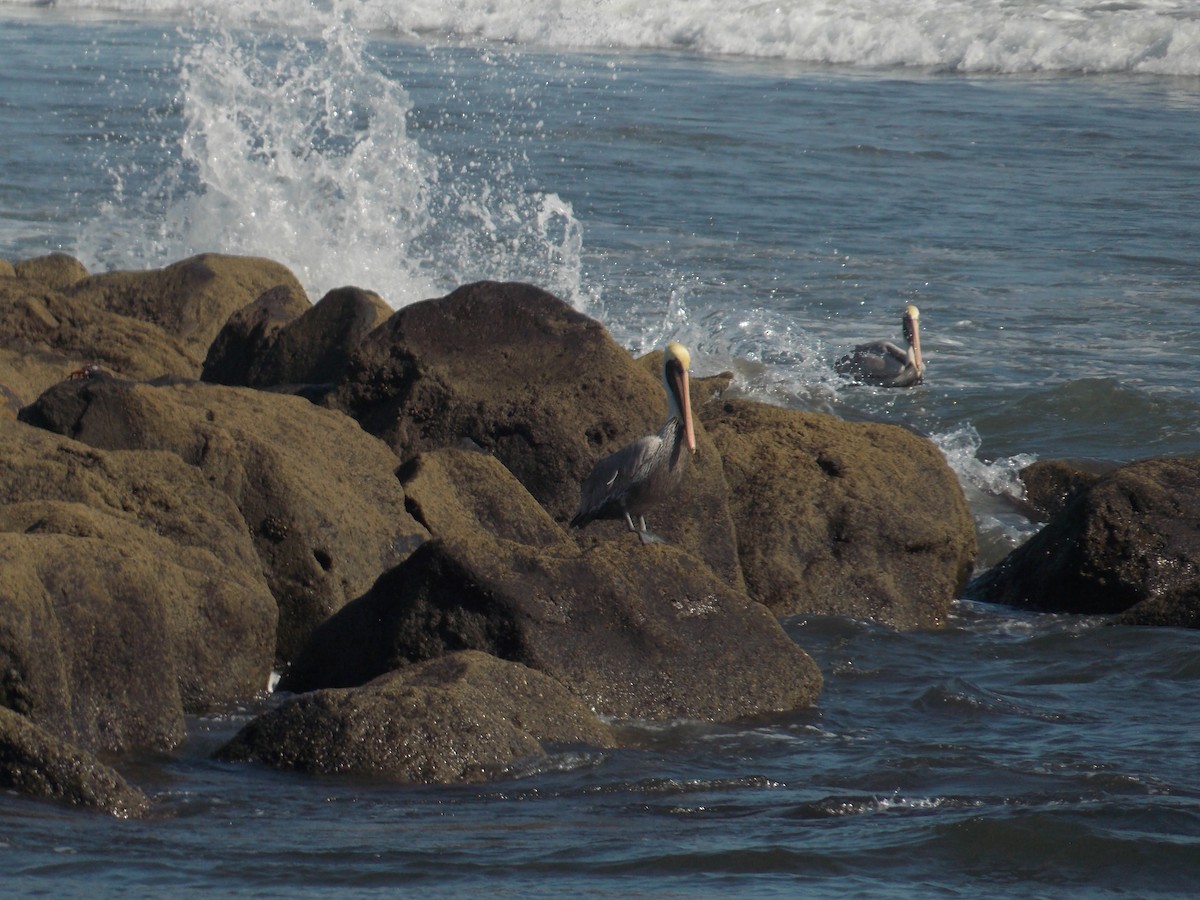 pelikán hnědý - ML511561511