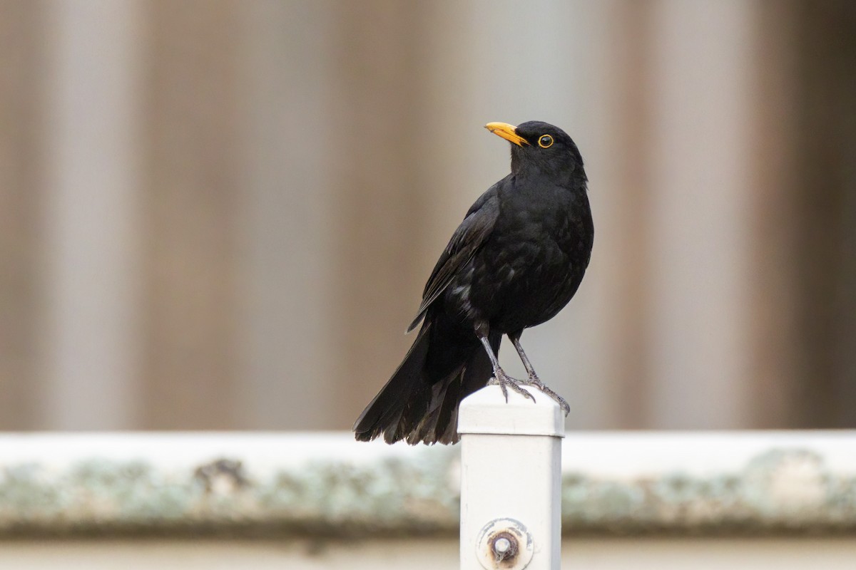 Eurasian Blackbird - Andreas Heikaus