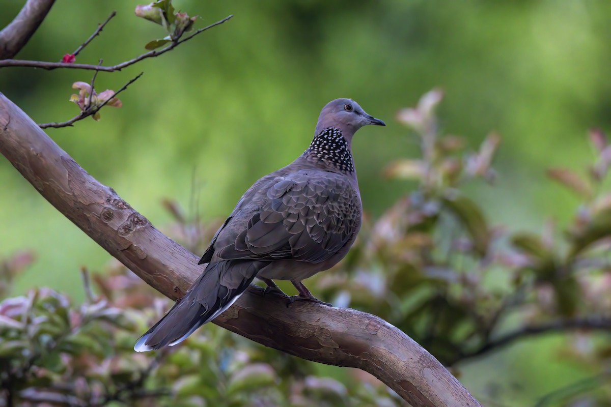 Spotted Dove - Andreas Heikaus