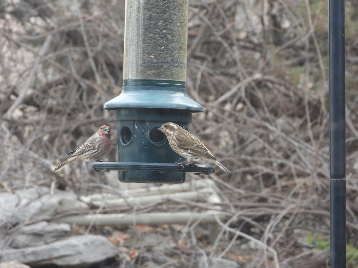 Purple Finch - ML511563051