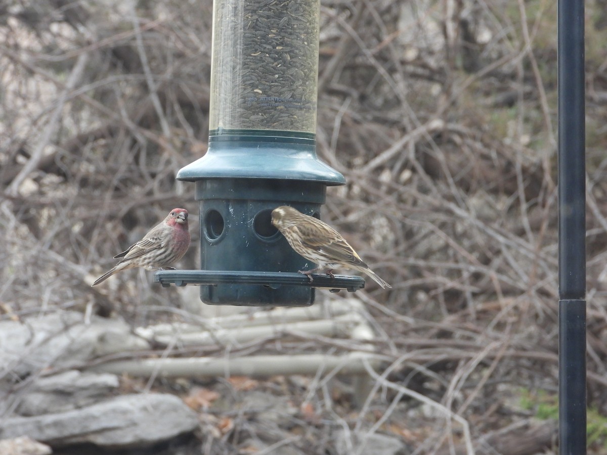 Purple Finch - ML511563061