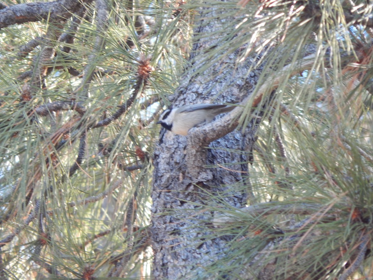 Mountain Chickadee - ML511564131