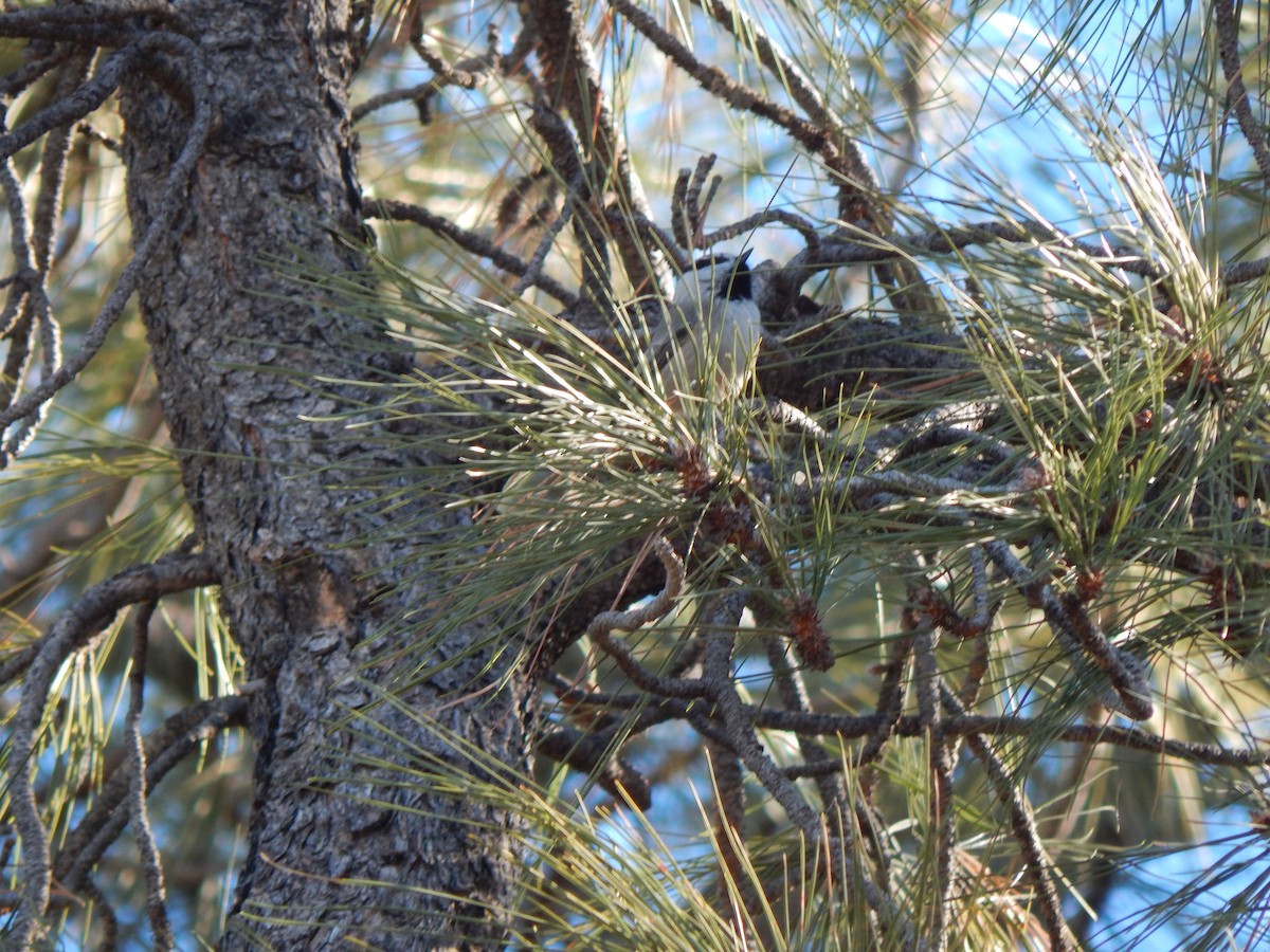 Mountain Chickadee - ML511564141