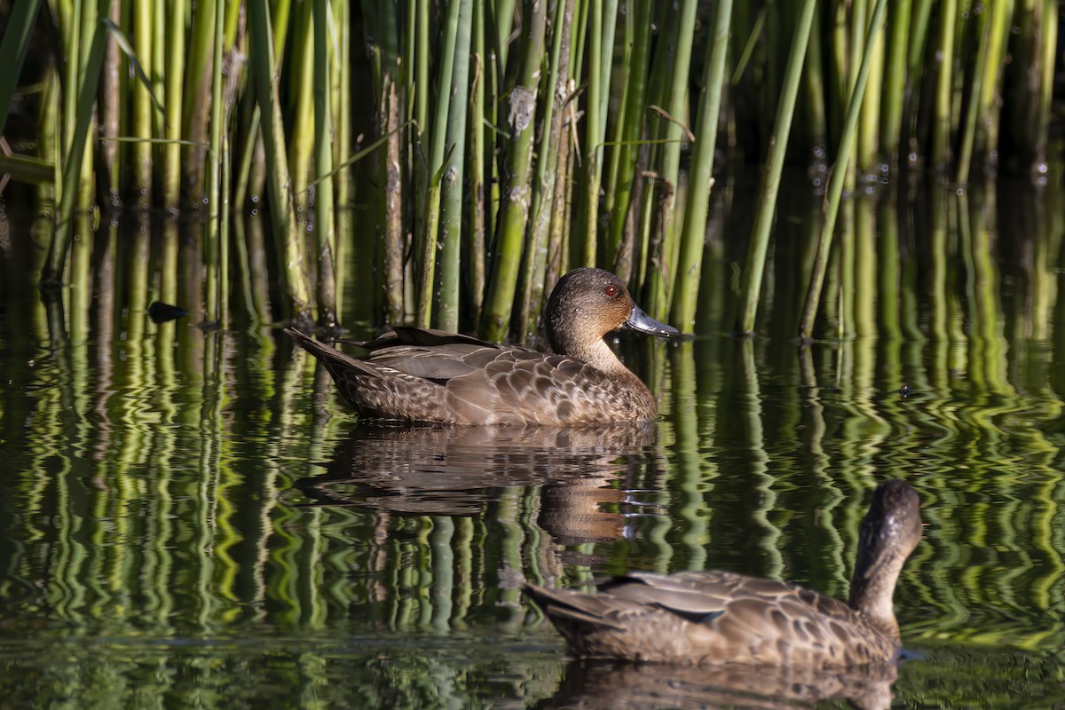 Gray Teal - Andreas Heikaus