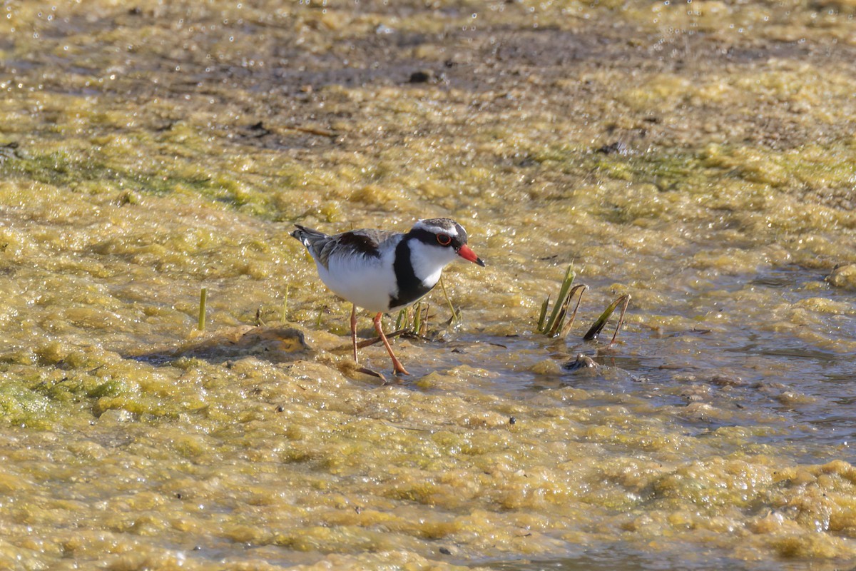 Black-fronted Dotterel - Andreas Heikaus