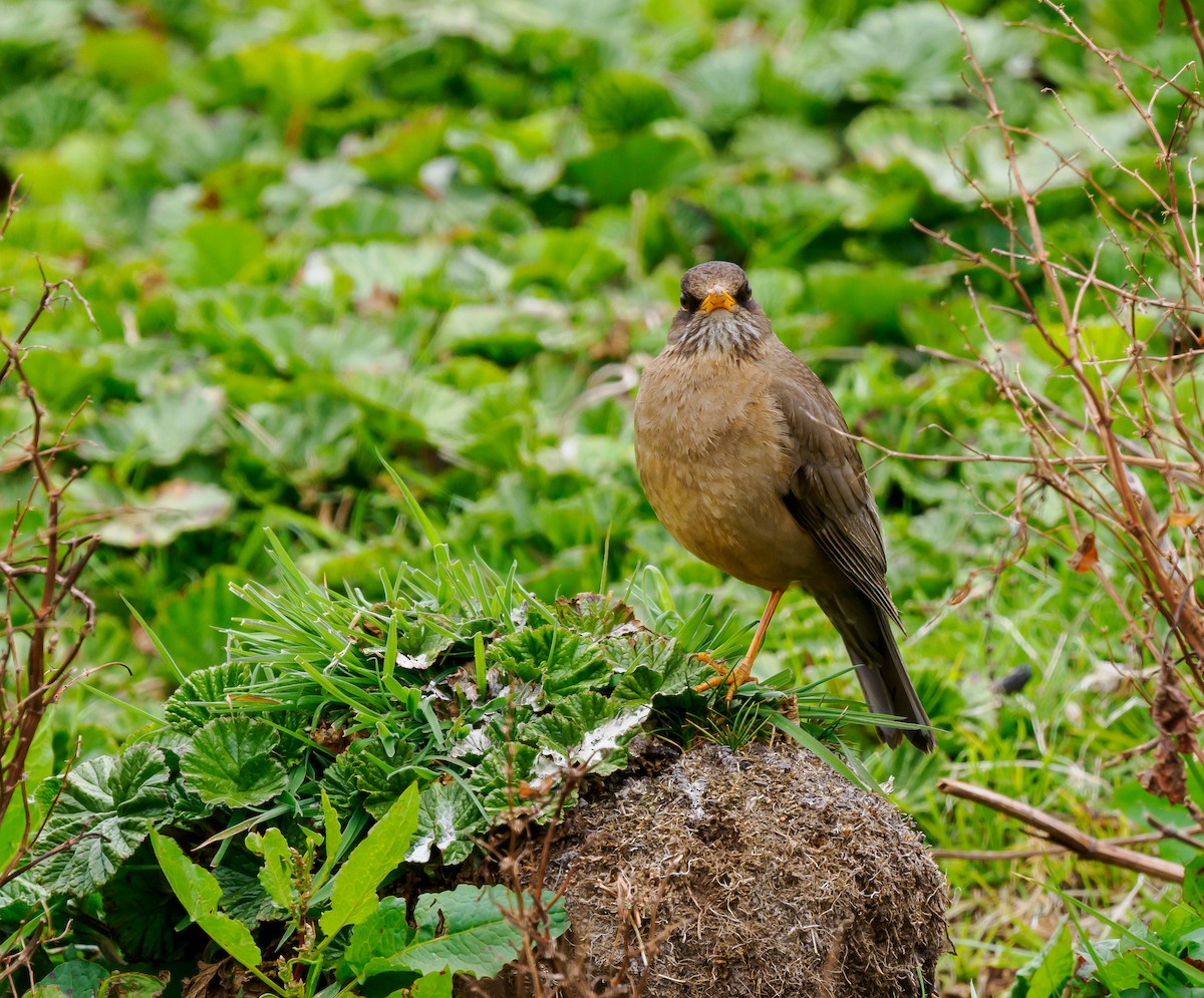 Austral Thrush (Falkland) - Susan Mac