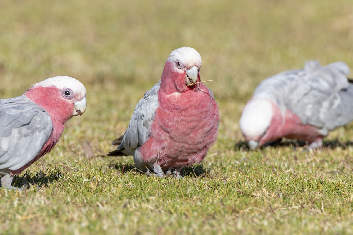 Cacatúa Galah - ML511566511