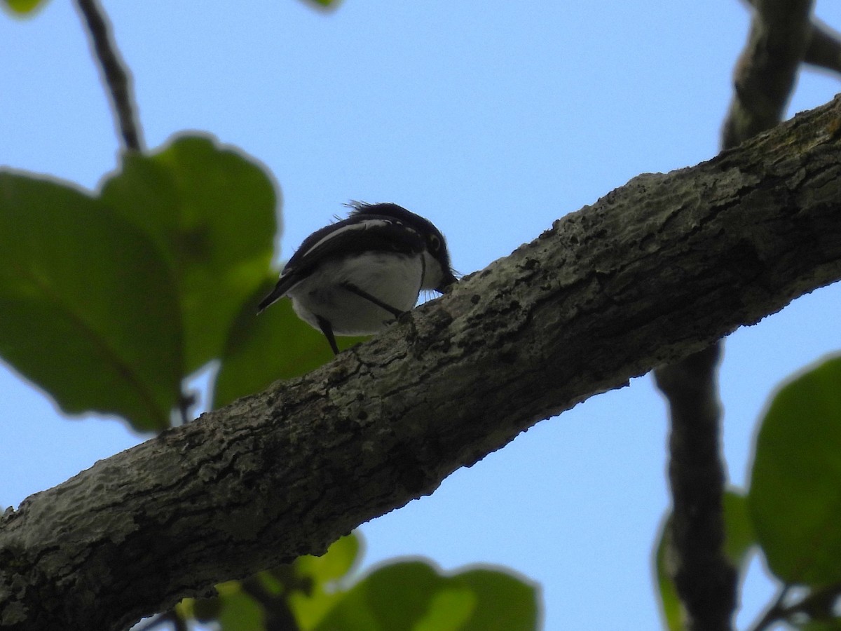 West African Batis - Simon Bradfield