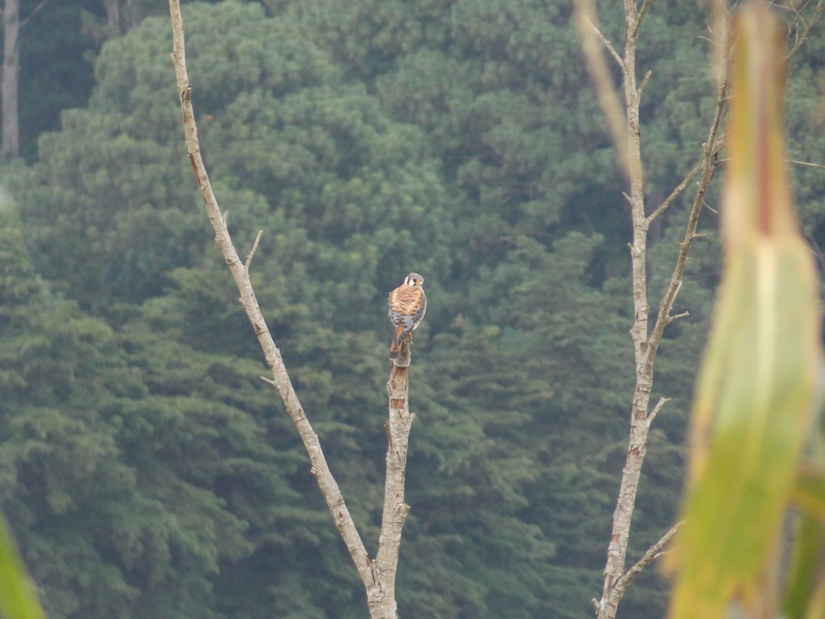 American Kestrel - ML511567011