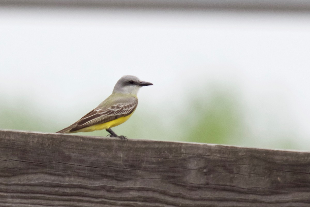 Tropical Kingbird - Evan Speck