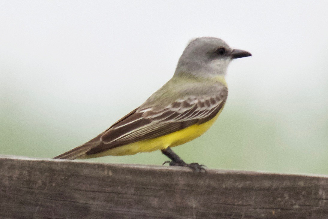 Tropical Kingbird - Evan Speck