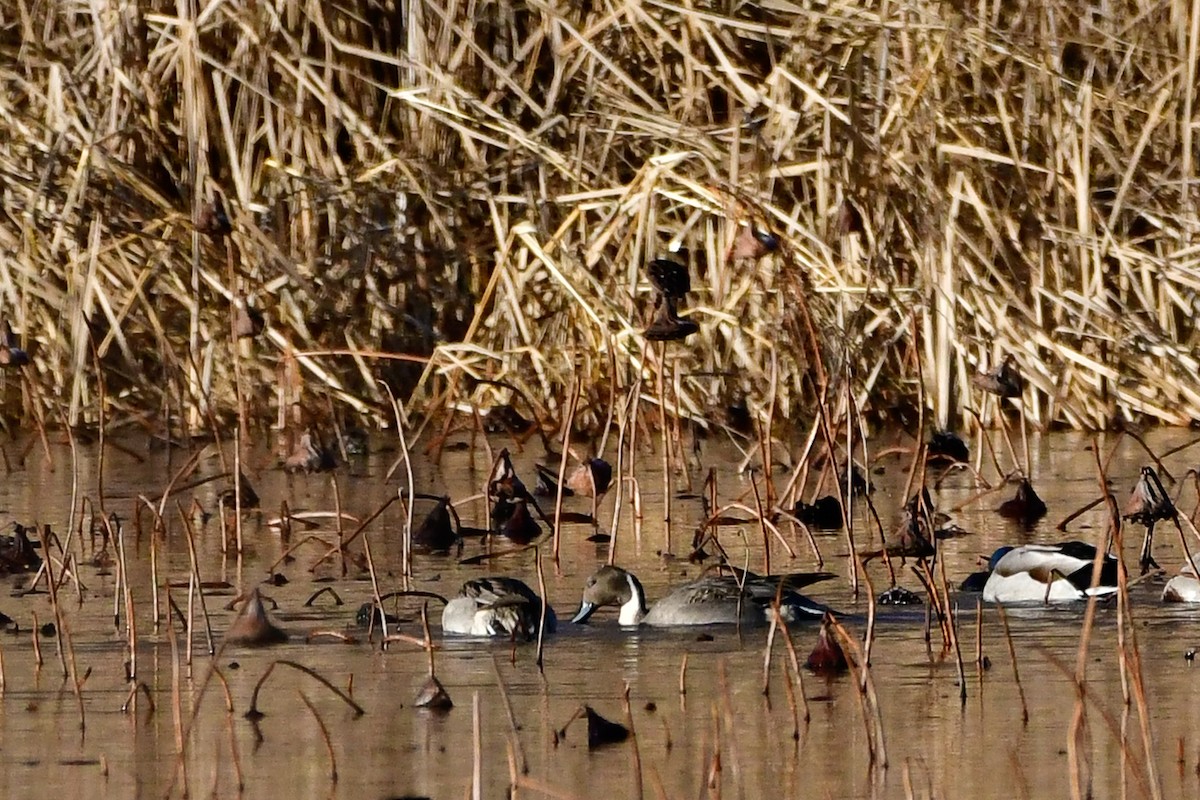 Northern Pintail - ML511570431