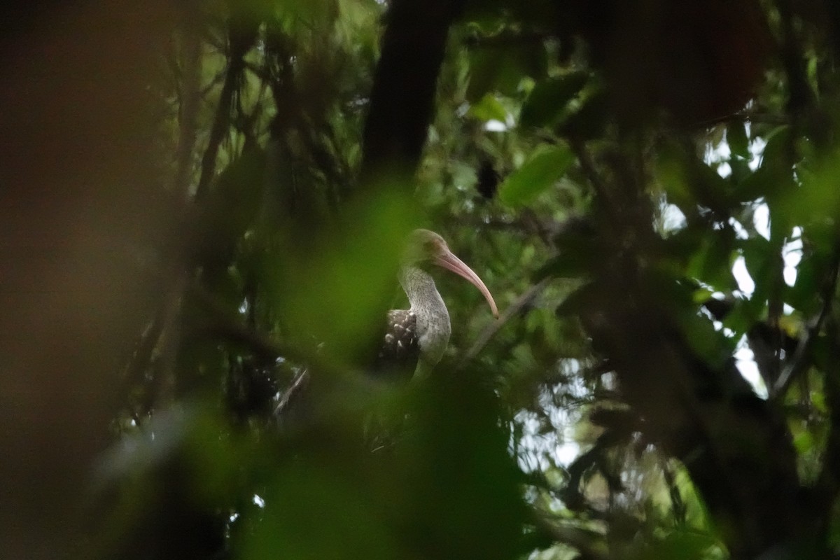 White Ibis - ML511570451