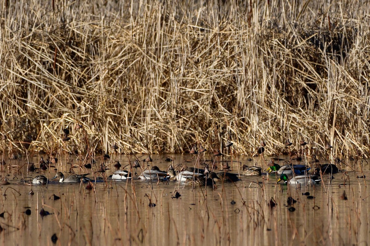 Northern Pintail - ML511570641