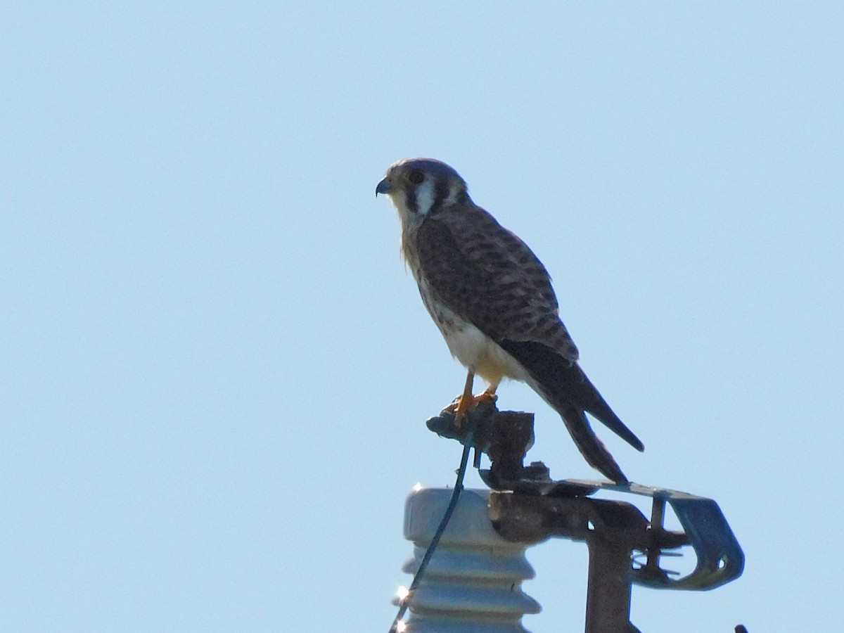 American Kestrel - Kathy Rhodes