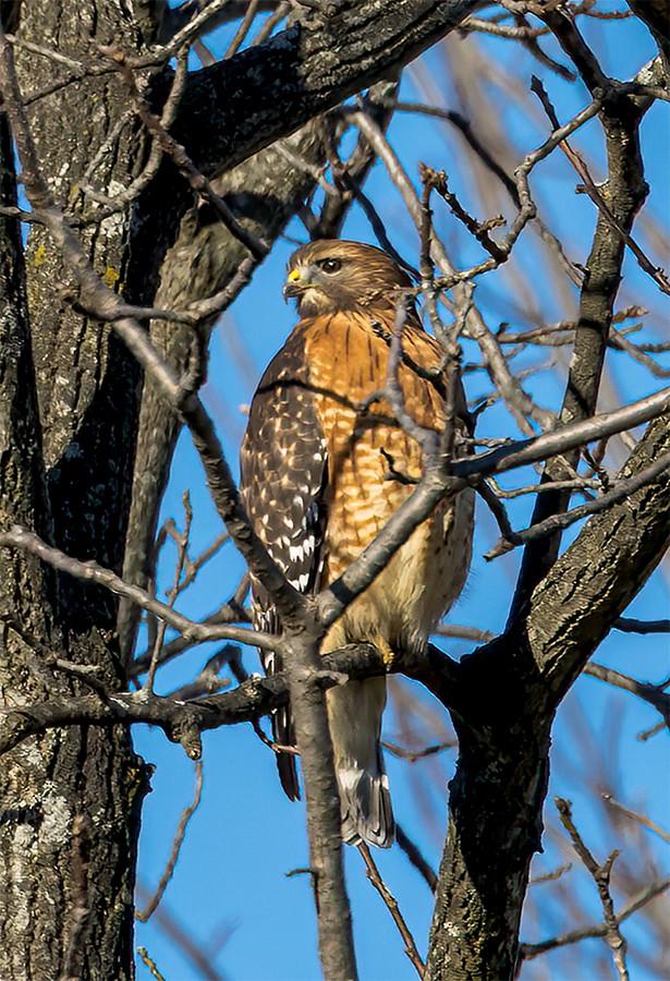 Red-shouldered Hawk - ML511573281