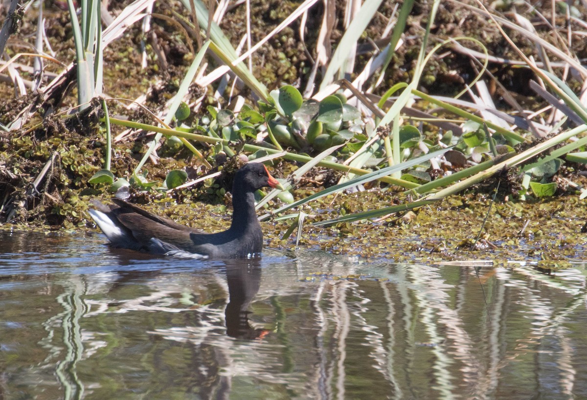 Common Gallinule - ML51157441