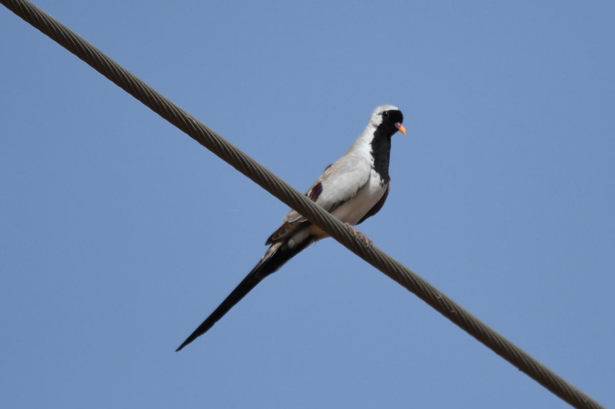 Namaqua Dove - ML511574431