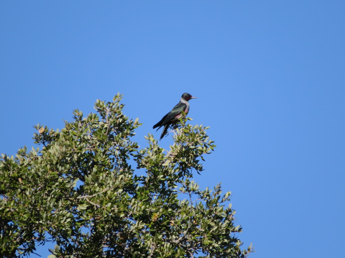 Lewis's Woodpecker - ML511574521