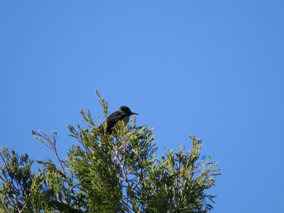 Lewis's Woodpecker - ML511574561