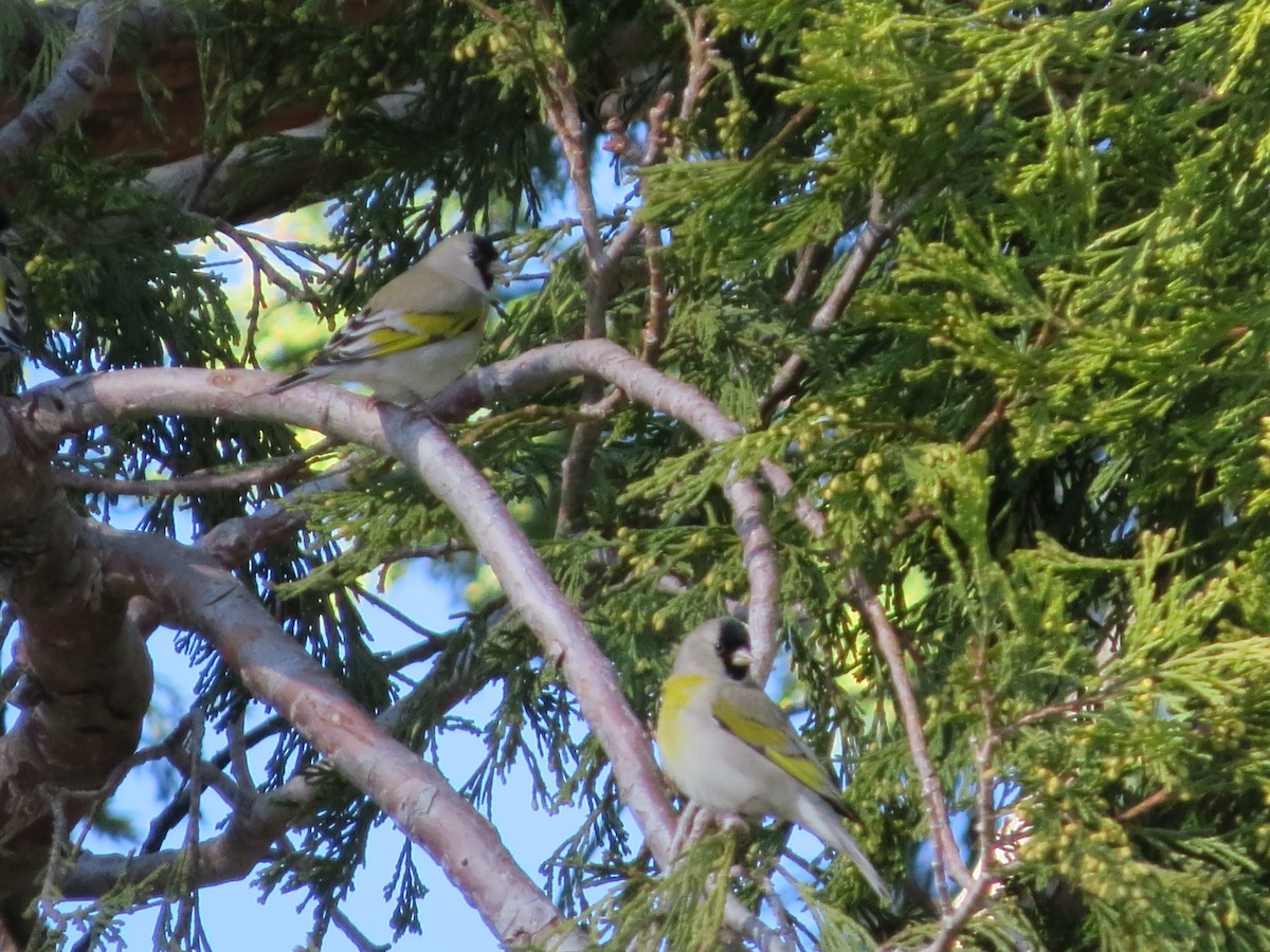 Lawrence's Goldfinch - ML511574591