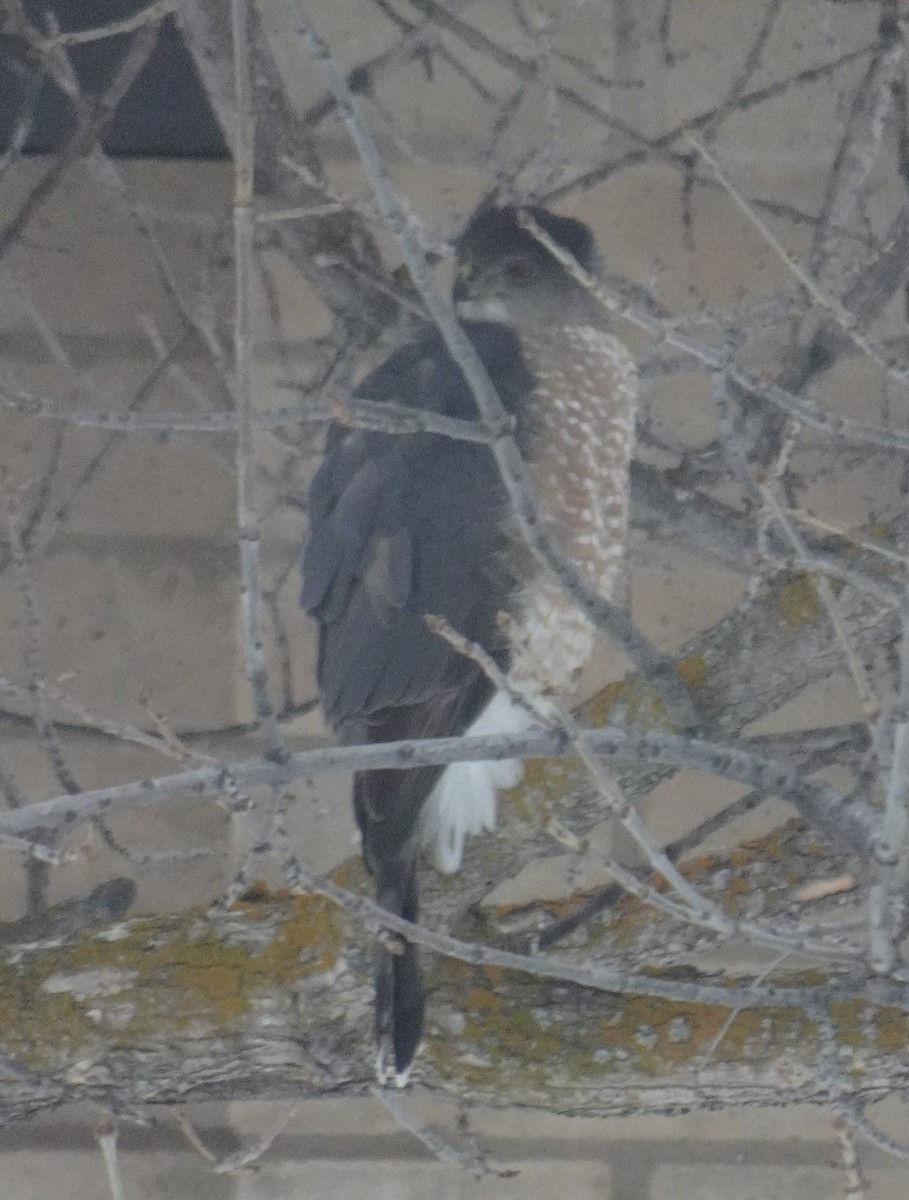 Cooper's Hawk - ML511575601