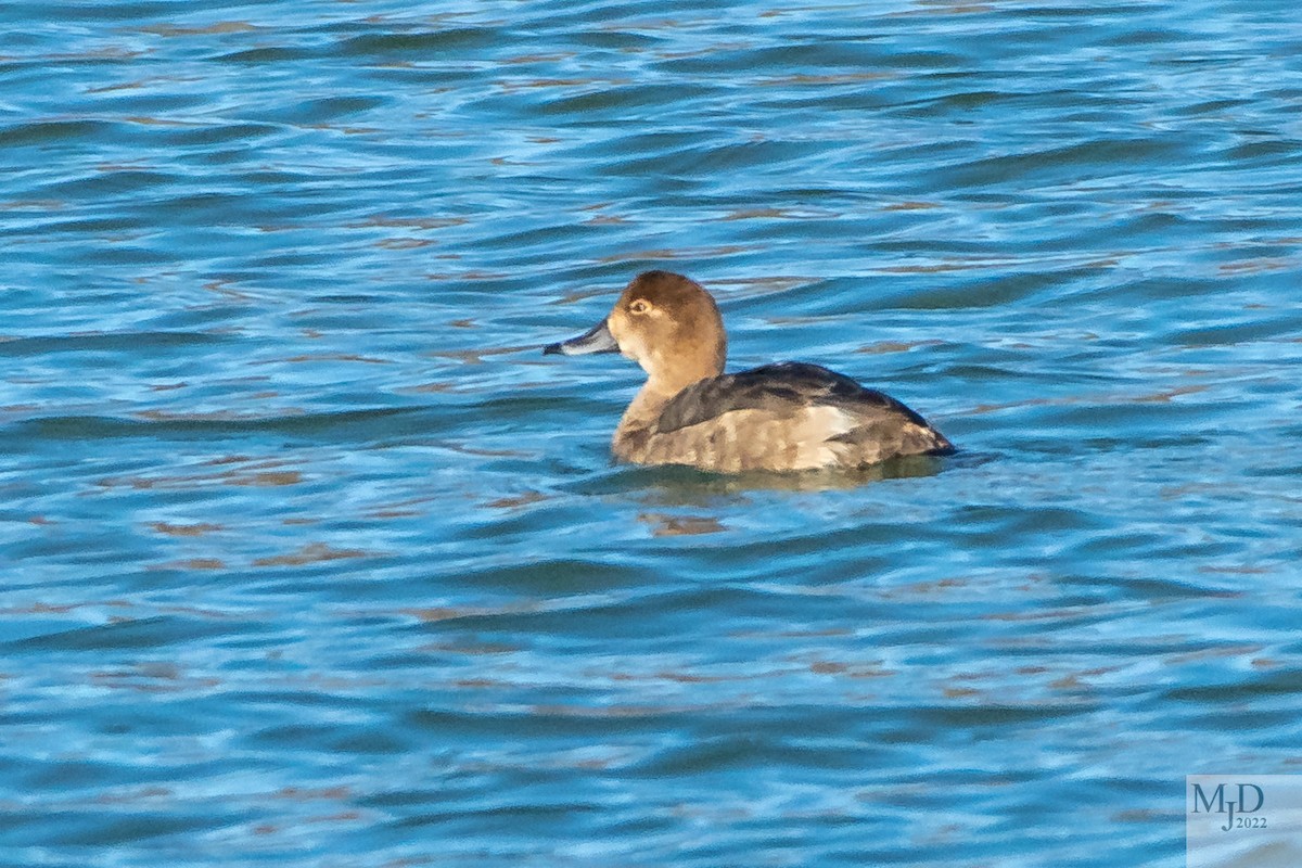Redhead - ML511576761