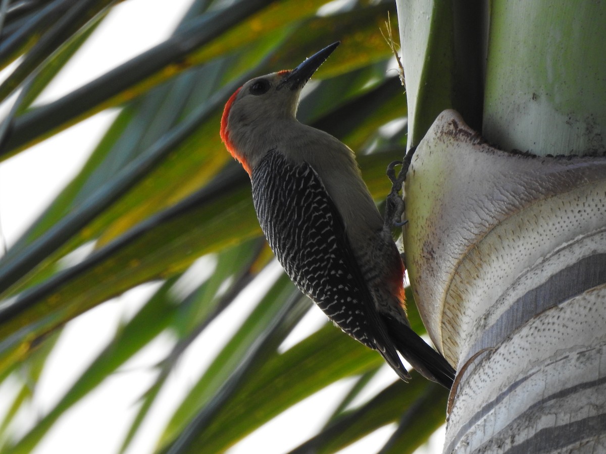 Yucatan Woodpecker - ML511578441