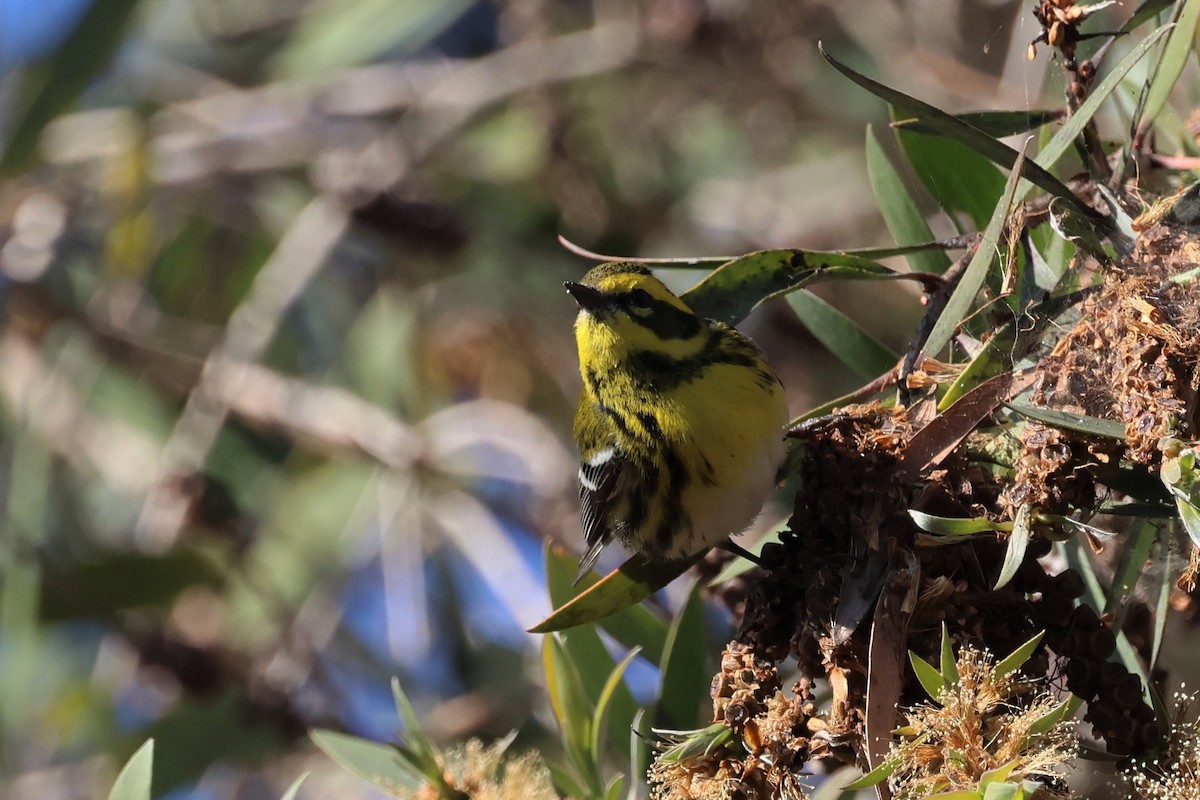 Townsend's Warbler - ML511578731