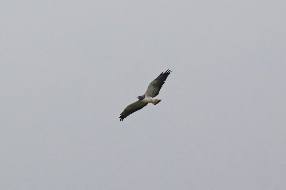 White-tailed Hawk - Evan Speck