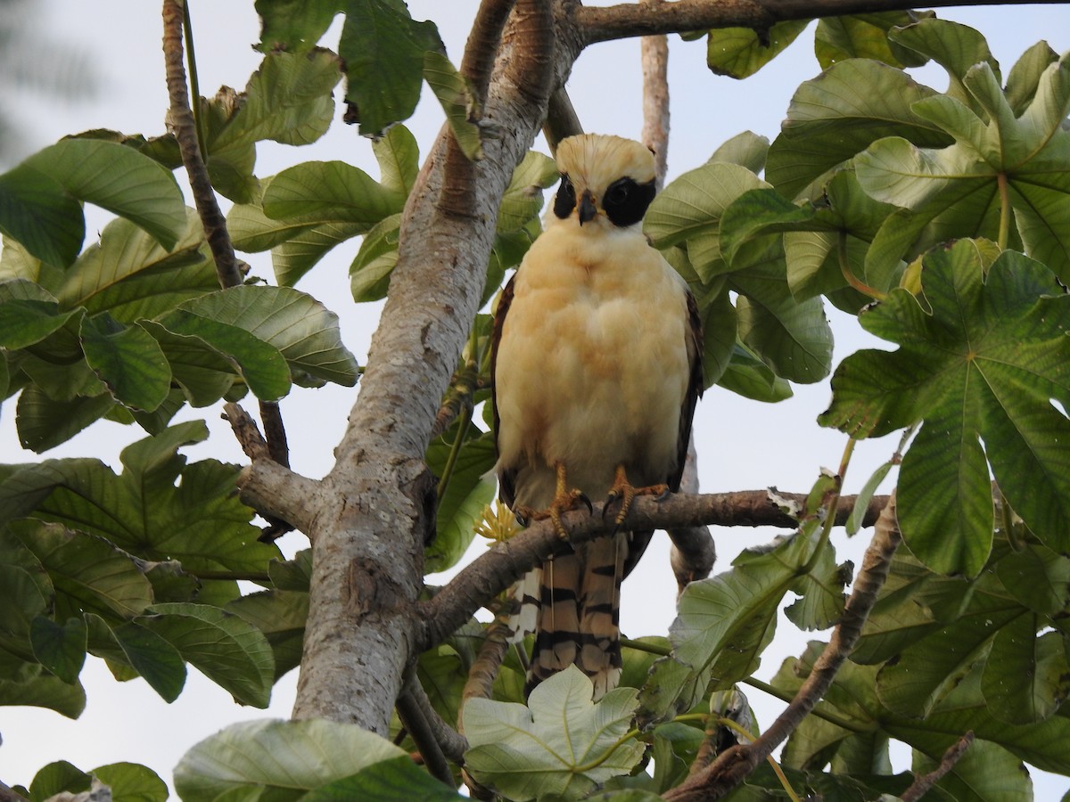 Laughing Falcon - ML511578861