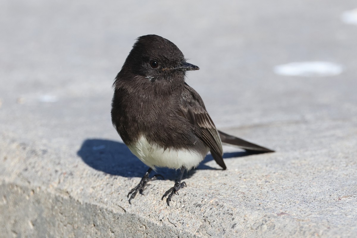 Black Phoebe - ML511578911