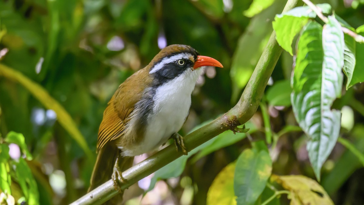 Brown-crowned Scimitar-Babbler (albogularis Group) - Nina Hale