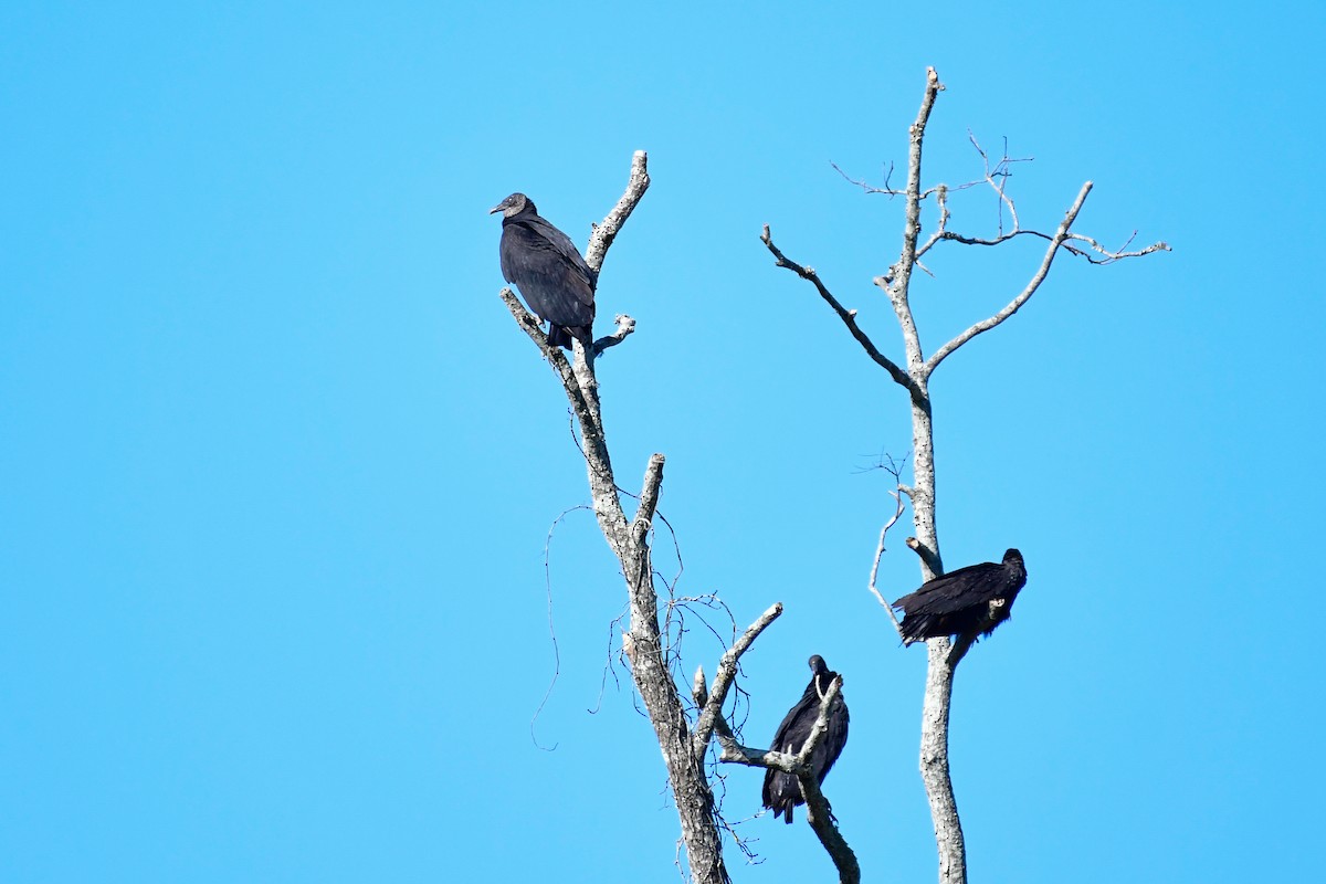 Black Vulture - Cristine Van Dyke