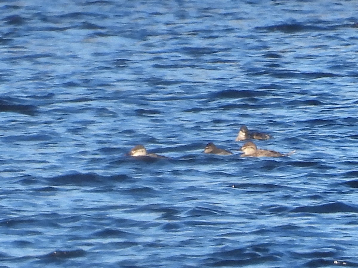 Ruddy Duck - ML511580661