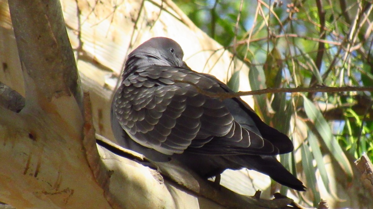 Spot-winged Pigeon - ML511581111
