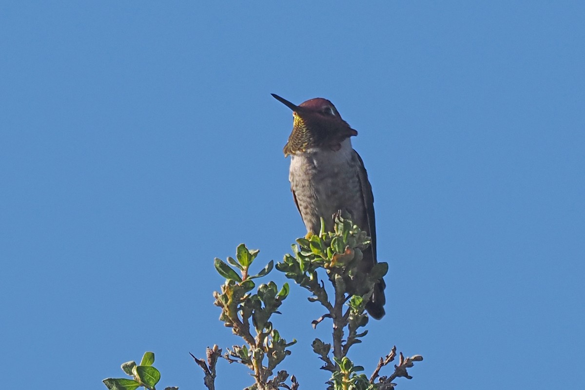 Anna's Hummingbird - ML511581561