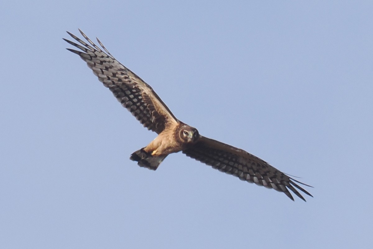 Aguilucho de Hudson - ML511581701