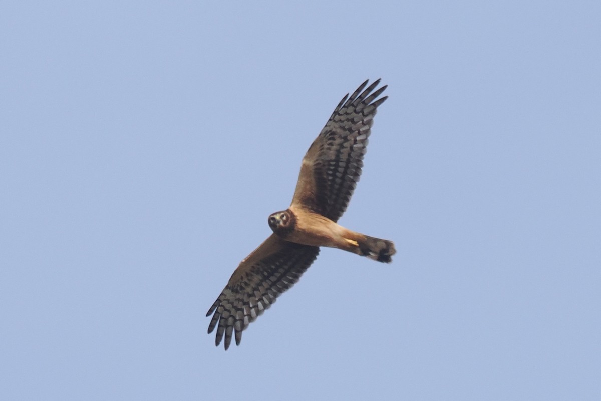 Northern Harrier - ML511581711