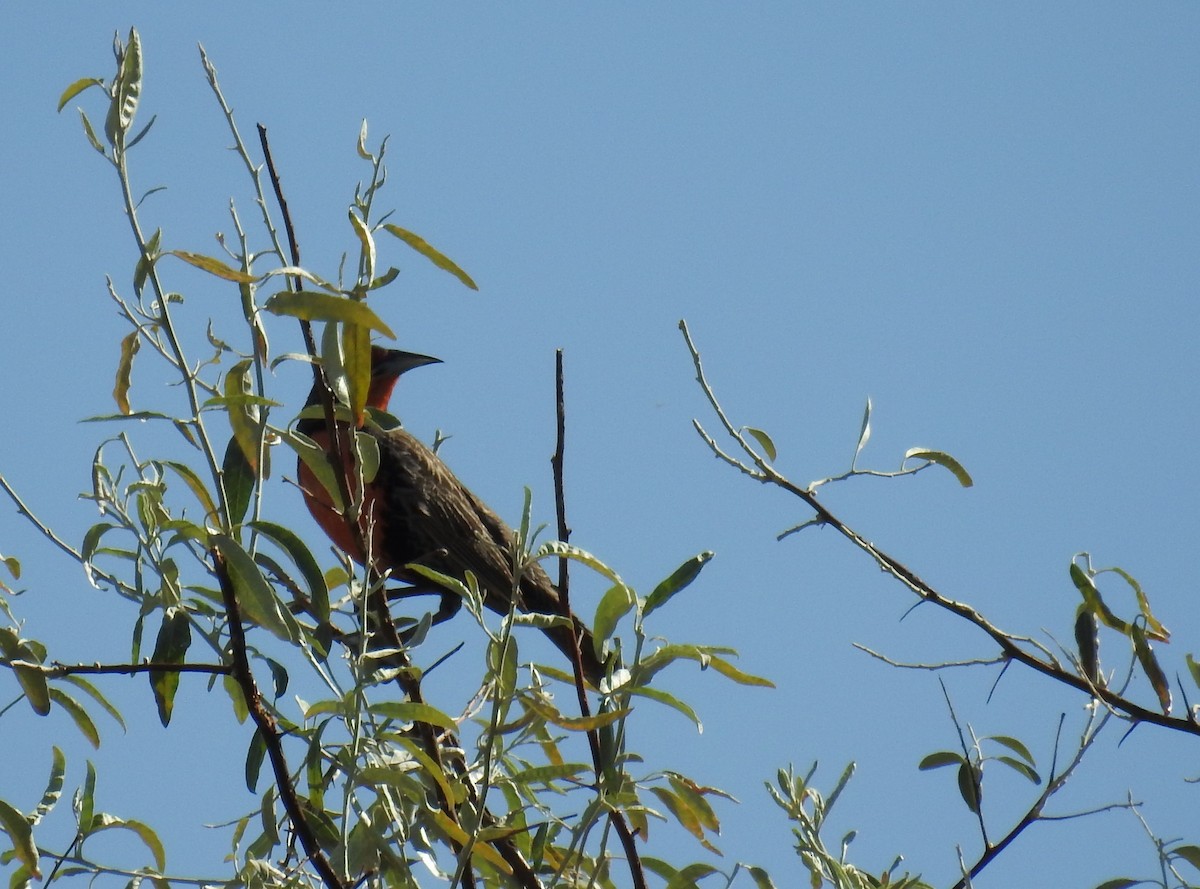 Long-tailed Meadowlark - ML511582131