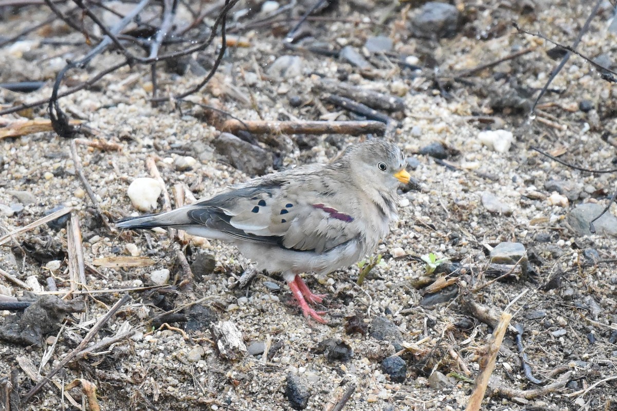 Croaking Ground Dove - ML511582441