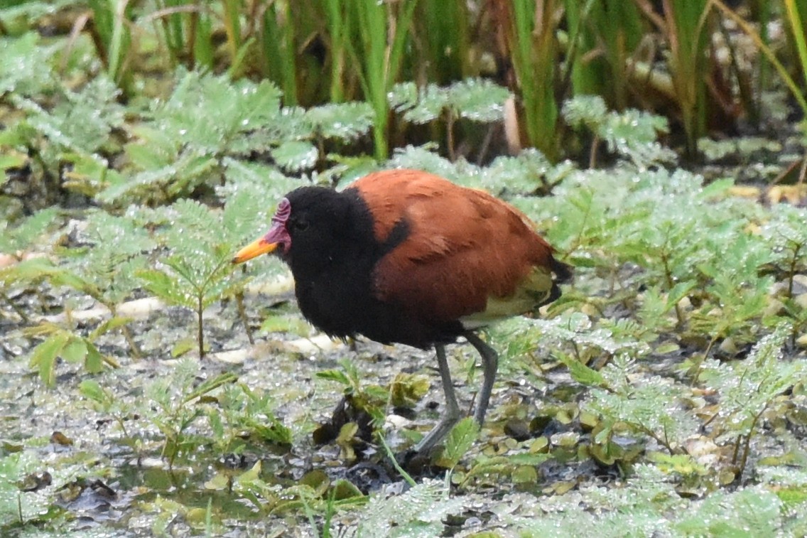 Jacana Suramericana - ML511582561