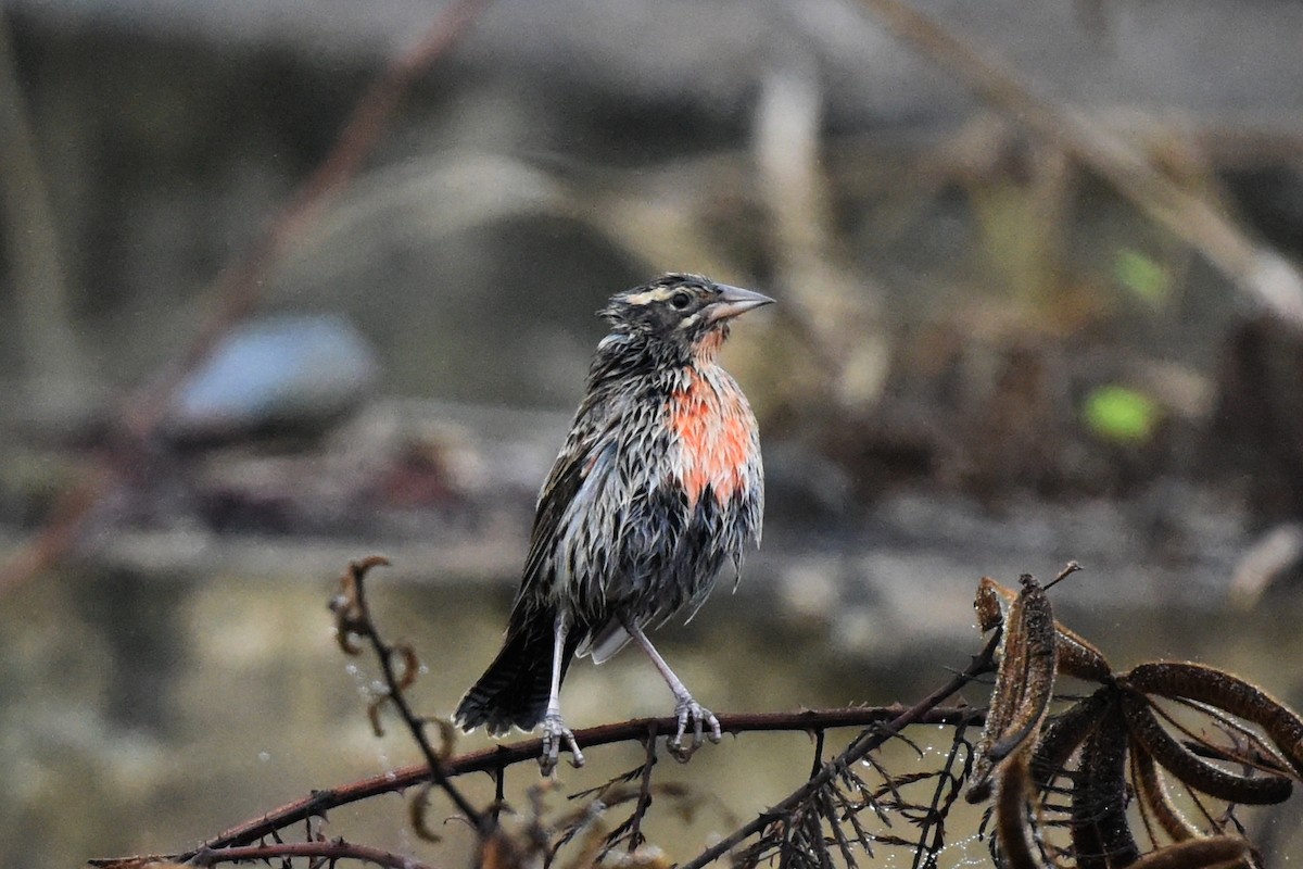 Peruvian Meadowlark - ML511582591