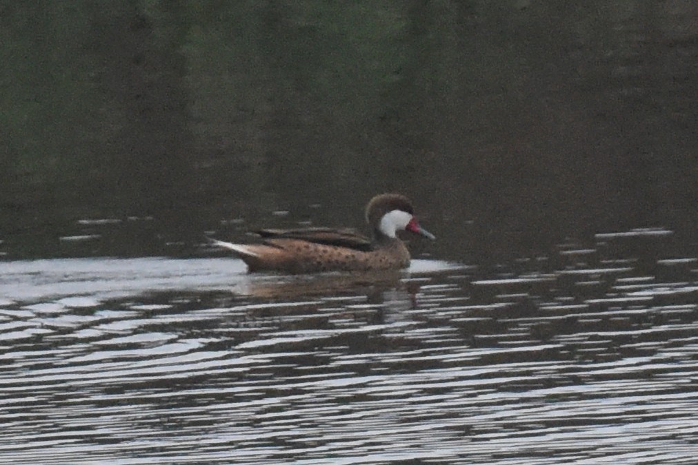 White-cheeked Pintail - Nick Moore