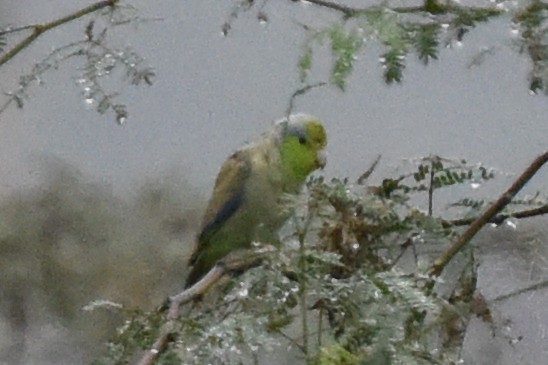 Pacific Parrotlet - ML511582801