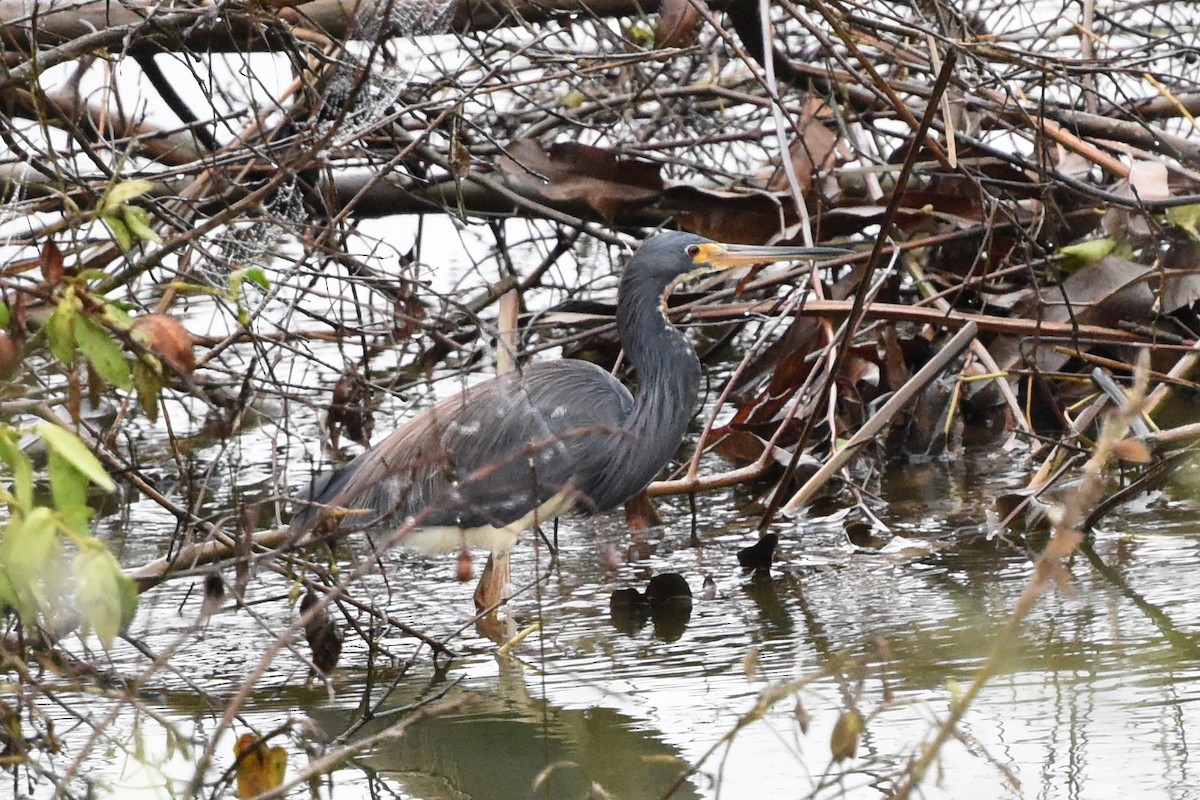 Tricolored Heron - ML511582991