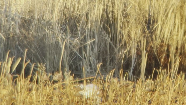 Tundra Swan (Whistling) - ML511583021