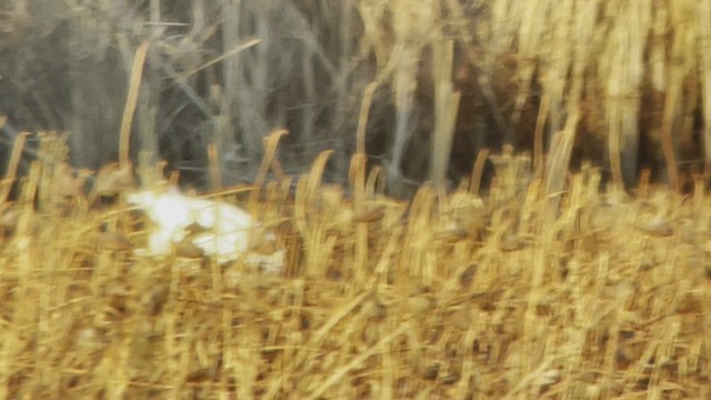 Tundra Swan (Whistling) - ML511583031