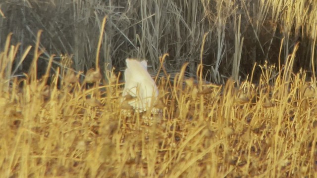 Tundra Swan (Whistling) - ML511583041