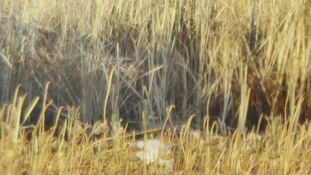 Tundra Swan (Whistling) - ML511583051
